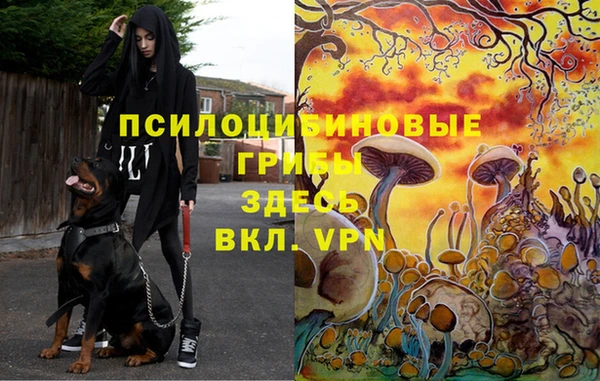 каннабис Покачи